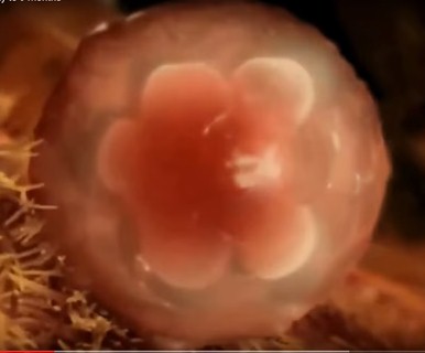 Подсаживали 2 эмбриона. Эмбрион на 5 сутки эко. После эко 2 эмбрион 2 яйцеклетка.