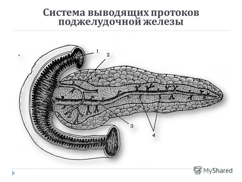 Вирсунгов проток это. Панкреатический проток поджелудочной железы. Вирсунгов проток поджелудочной железы. Схема протоков поджелудочной железы. Вирсунгов проток анатомия.