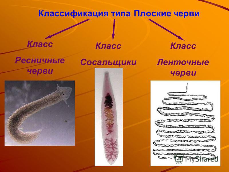 Черви относятся к типу