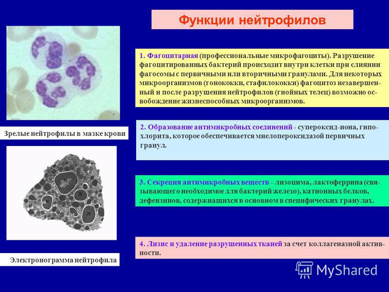 Относительное количество нейтрофилов. Основные функции нейтрофилов. Специфические гранулы нейтрофилов. Нейтрофилы строение. Основная функция нейтрофилов.