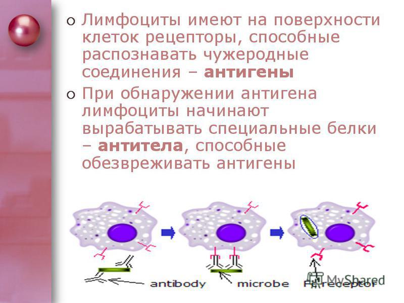 Лимфоциты это одна из групп