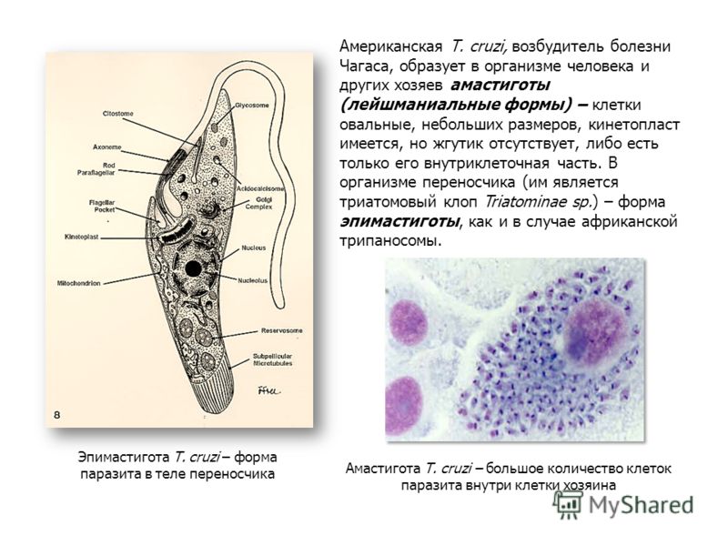 Лейшмания строение рисунок