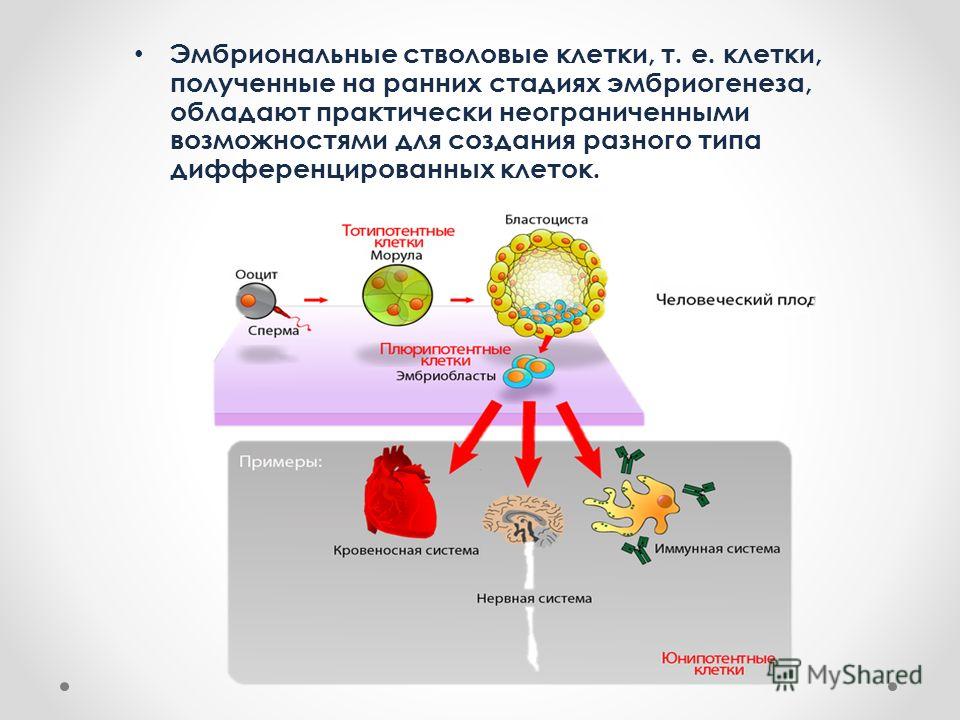 Набор подарочный стволовые клетки. Эмбриональная плюрипотентная стволовая клетка. Эмбриональные стволовые клетки. Эмбриональные стволовые клетки дифференцировка. Эмбриональные стволовые клетки получают из.