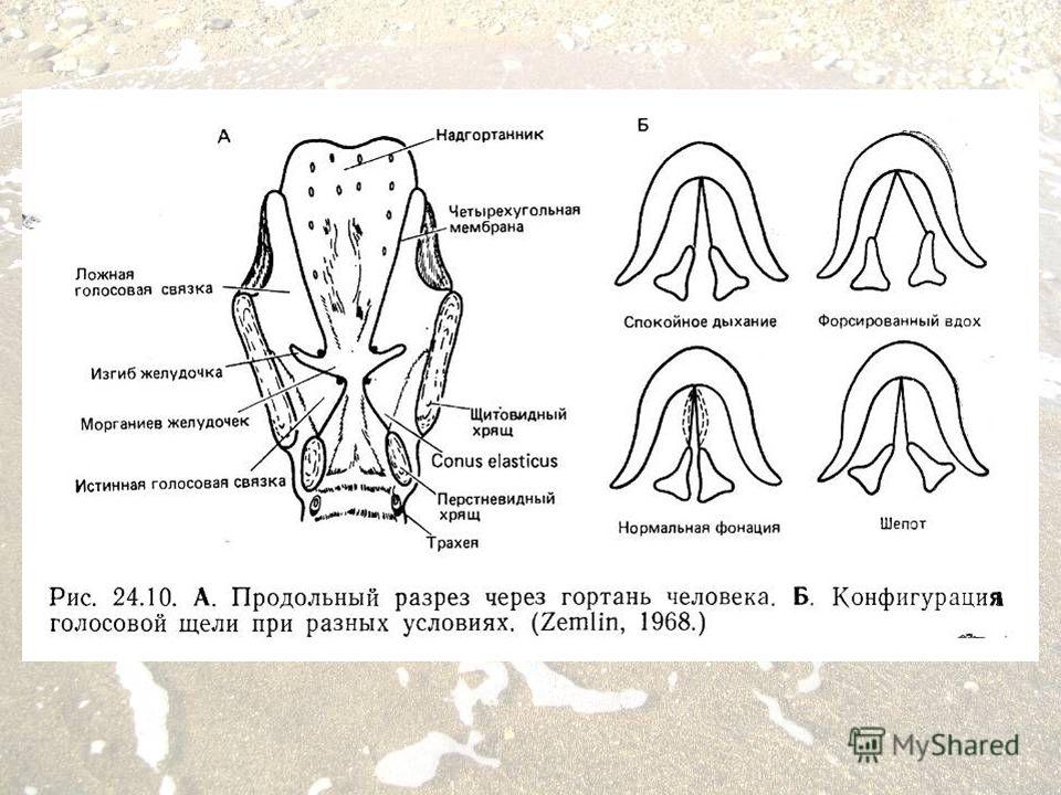 Почему голосовые связки