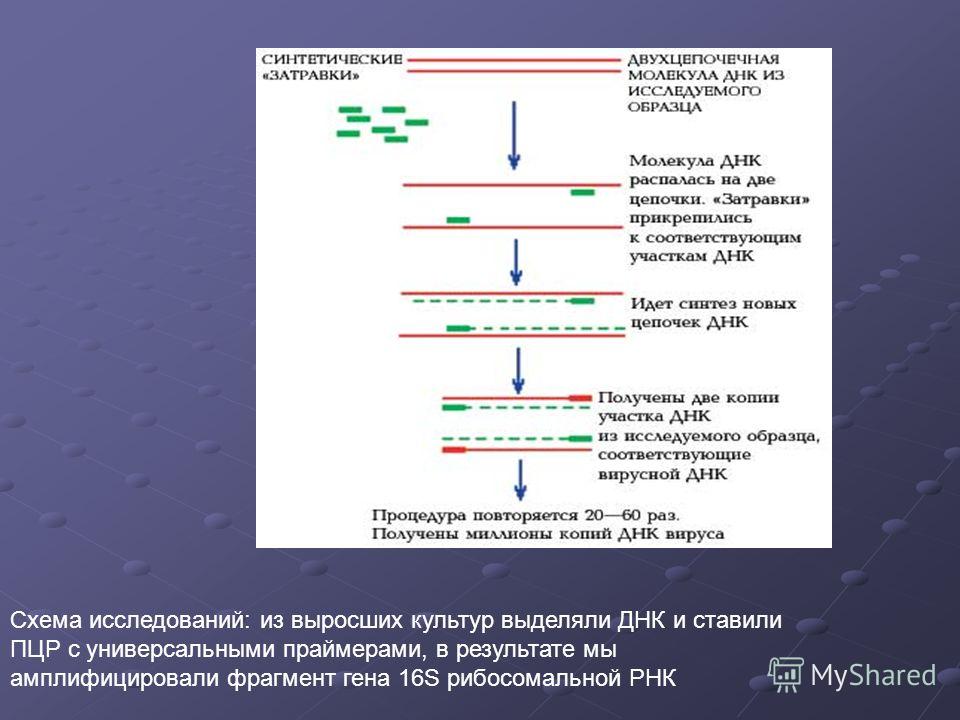 Рнк исследования. Секвенирование Гена 16s РРНК. ПЦР РНК схема. ДНК полимеразы ПЦР. 16s РРНК методом ПЦР.