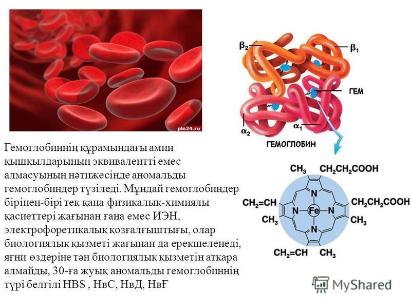 Элементы крови содержащие гемоглобин. Строение и функции гемоглобина и миоглобина человека. Структура миоглобина и гемоглобина. Химическое строение гемоглобина а1. Строение эритроцита и гемоглобина.