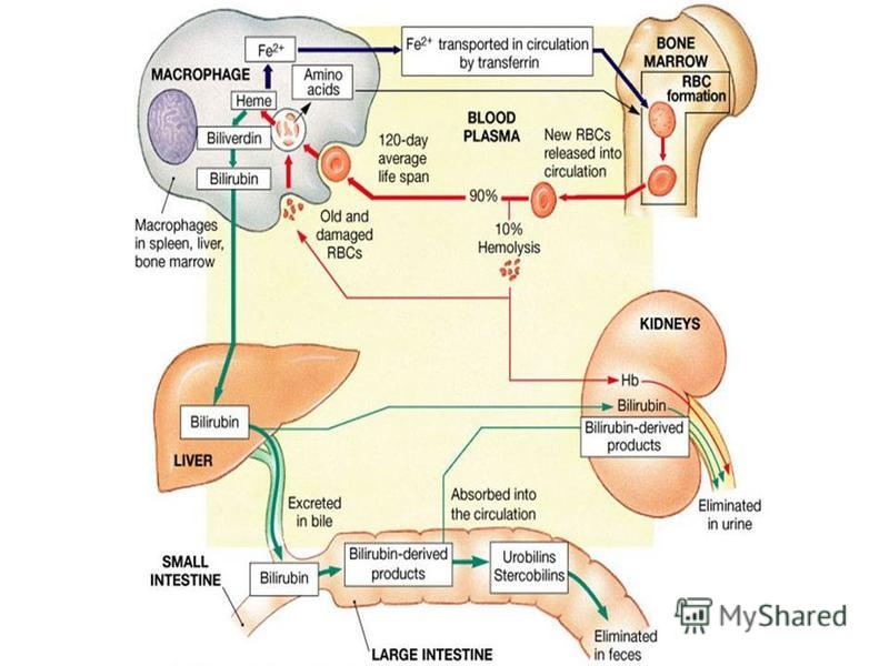Путь билирубина в организме схема