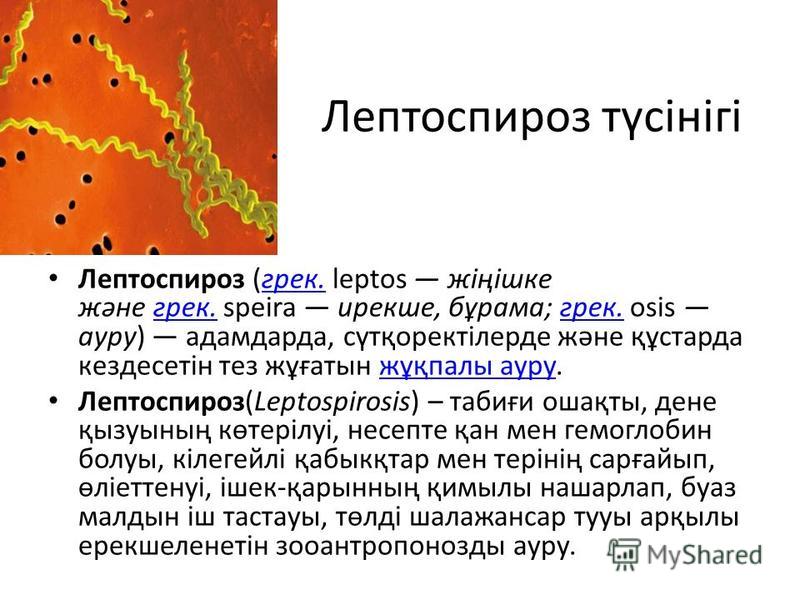 Лептоспироз презентация инфекционные болезни