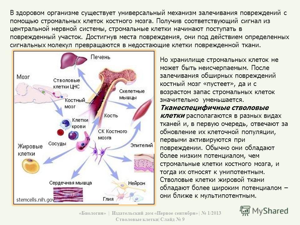 В какой части организма делятся стволовые клетки. Стволовые клетки костного мозга. Стволовые клетки красного костного мозга. Стволовая клетка костного мозга. Строение стволовой клетки.