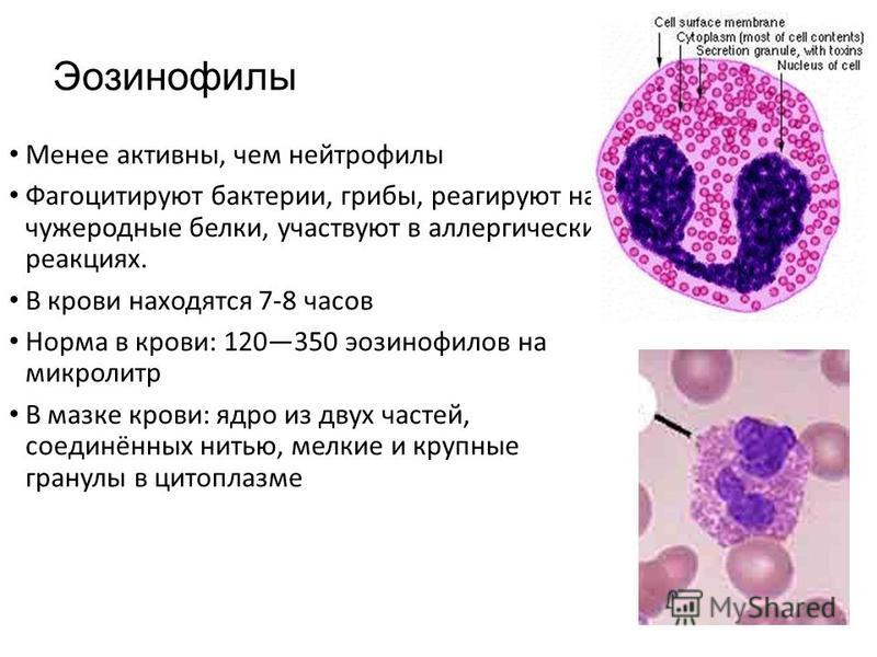 Лейкоциты участвуют в. Эозинофилы строение гистология. Эозинофилы функции гистология. Эозинофильный лейкоцит строение. Нейтрофилы функции гистология.