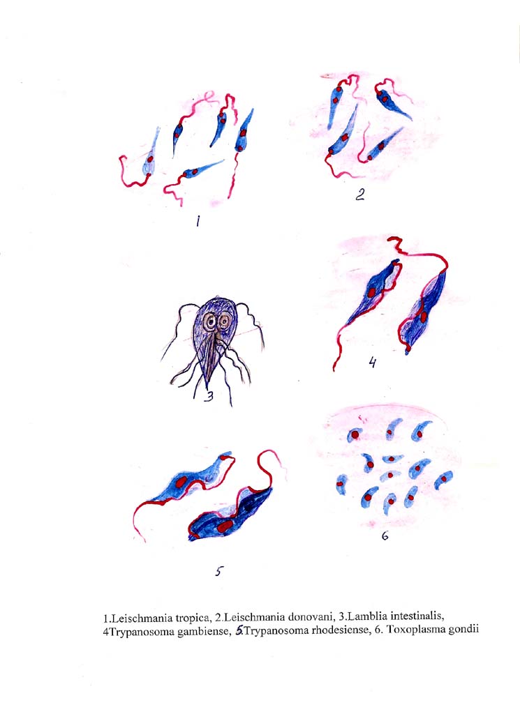 Лейшмания рисунок с подписями