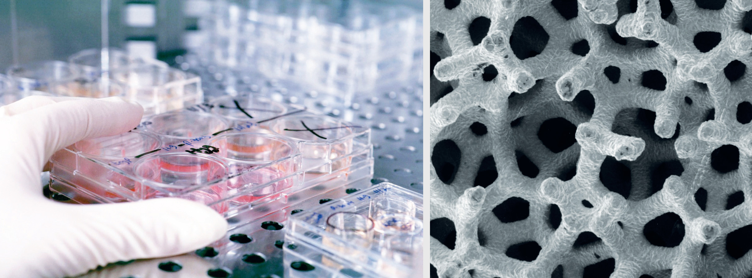 Искусственно созданные организмы. Полимерные гидрогели в медицине. Стволовые клетки в пробирке. Клеточные технологии. Стволовые клетки в биотехнологии лекарства.