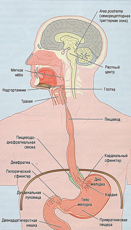 Рвотный рефлекс. Рефлекс рвоты. Анатомия рвотного рефлекса. Схема рвотного рефлекса.