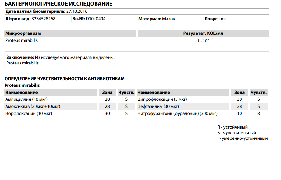 Стафилококк в моче норма