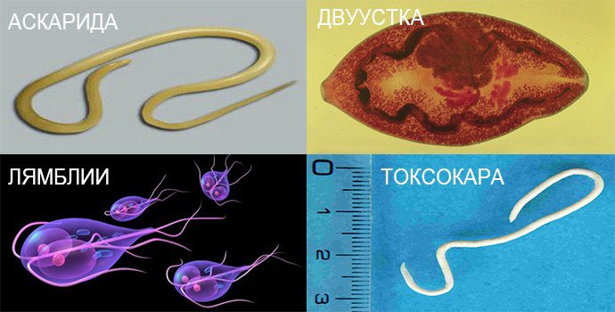 паразиты вызывающие кашель