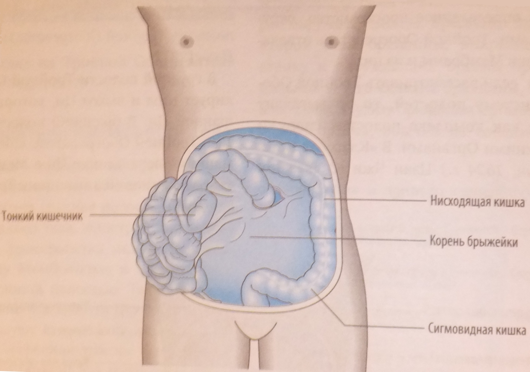 Брыжейка тонкой кишки где находится у человека фото
