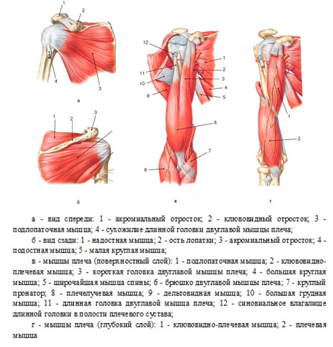 Боль в правом плече мышцы