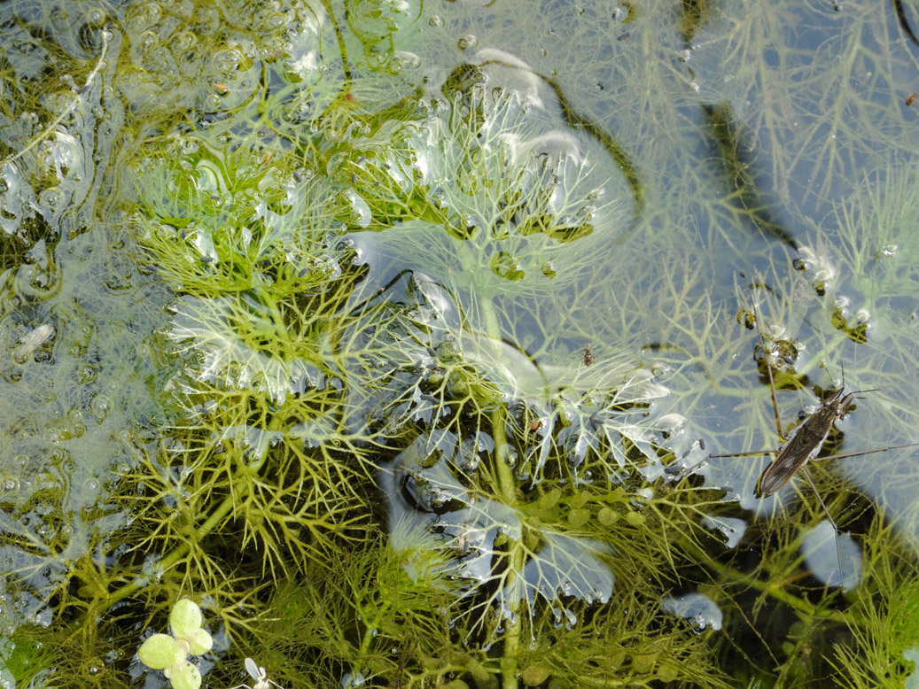 Пузырчатка листья. Пузырчатка (Utricularia). Пузырчатка обыкновенная растение. Utricularia Australis. Пузырчатка Южная.