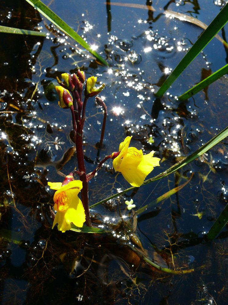 Пузырчатка листья. Пузырчатка (Utricularia). Пузырчатка растение хищник. Пузырчатка Болотная. Пузырчатка обыкновенная растение.