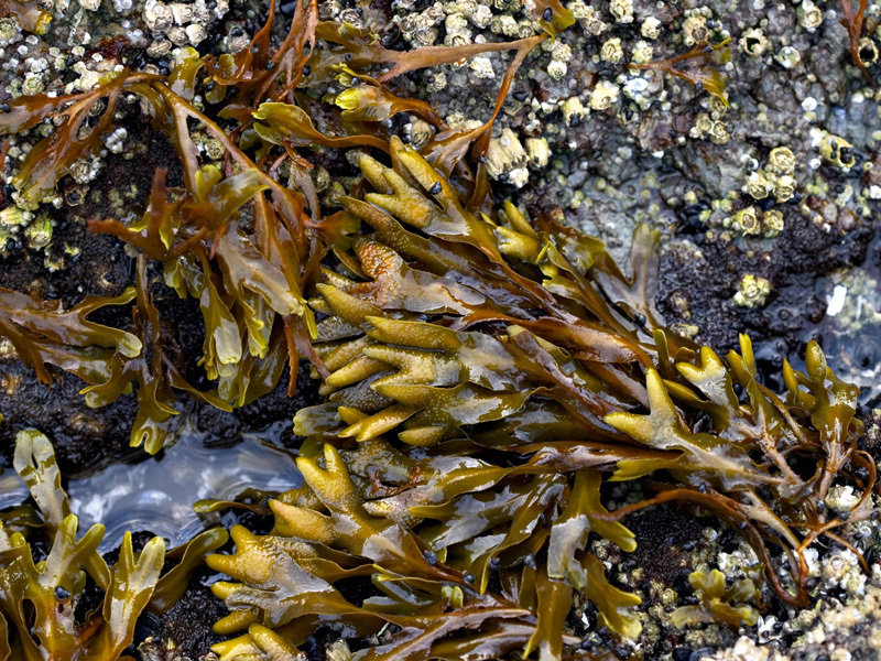 Морские бурые водоросли фото