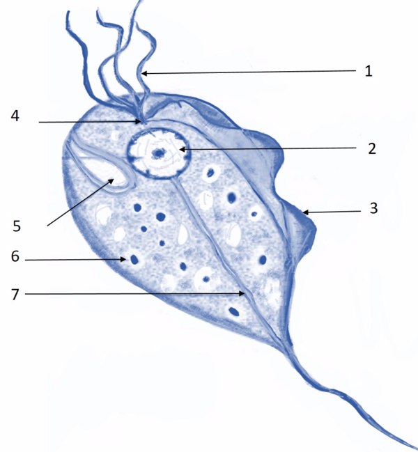 Строение трихомонады рисунок с подписями