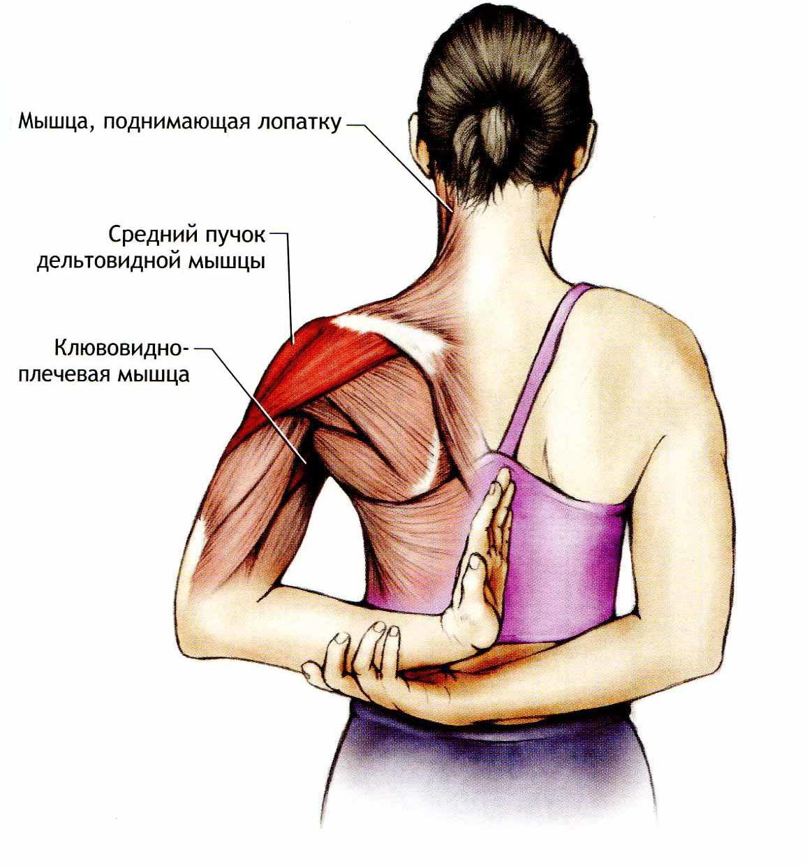 Подостная мышца плеча болит