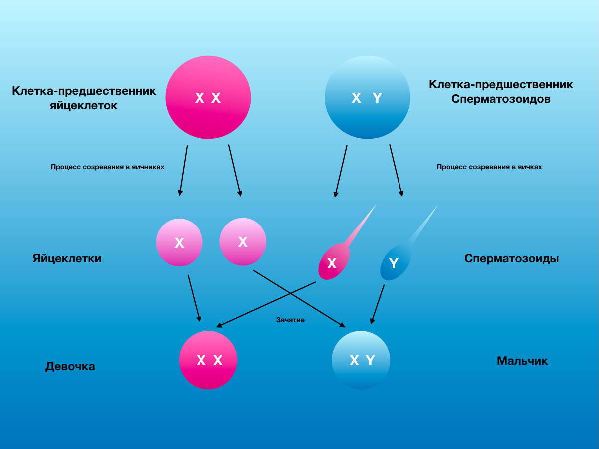 Забеременеть девочкой на 100. Пол ребёнка по хромосомам. Сочетание половых хромосом. Зачатие хромосомы. Пол ребенка по y хромосоме.