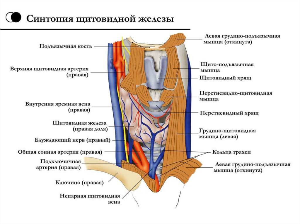 Нерв глотки. Кровоснабжение щитовидной железы анатомия. Иннервация щитовидной железы анатомия. Топографическая анатомия щитовидной железы скелетотопия. Кровоснабжение щитовидной железы топографическая анатомия.