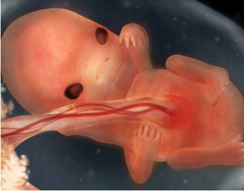 Как выглядит ребенок в 9 недель беременности внутри утробе матери фото