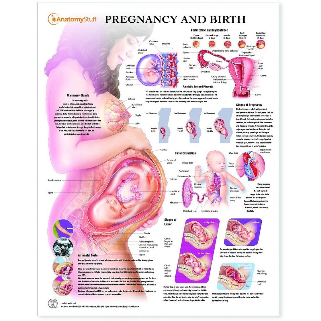 32 неделя беременности что происходит с мамой. Положение ребенка в животе на 33 неделе беременности. Плод в животе матери схема. Положение органов на 32 неделе беременности. Эмбрион 34 недели беременности вес плода.