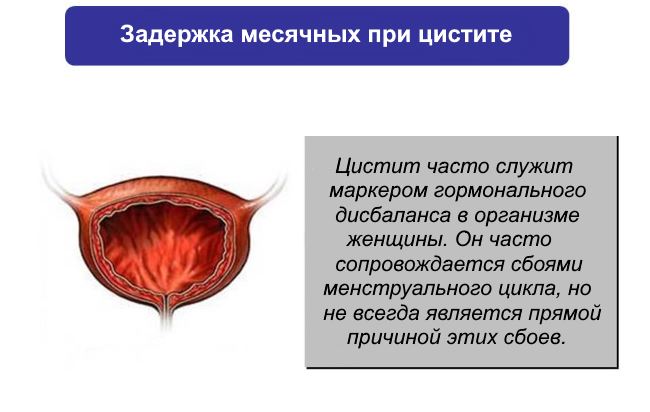 Могут ли месячные повлиять. Строение мочевого пузыря анатомия. Мочевой пузырь строение и функции. Функционирование мочевого пузыря. Функции мочевого пузыря человека.