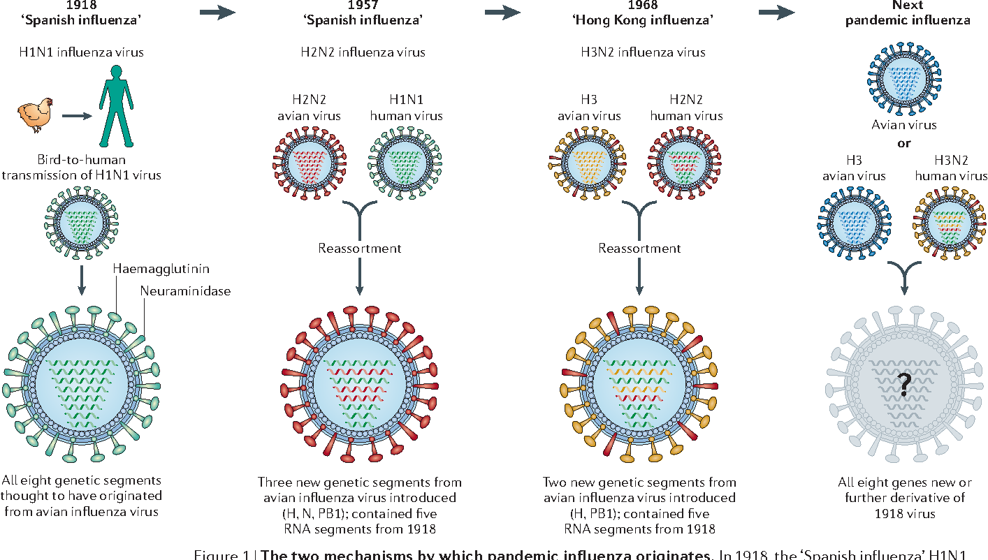 Грипп номер 1. Вирус гриппа h1n1. Вирус гриппа а h1n1/09. Вирус гриппа строение h3n2. Вирус гриппа h1n1 строение.