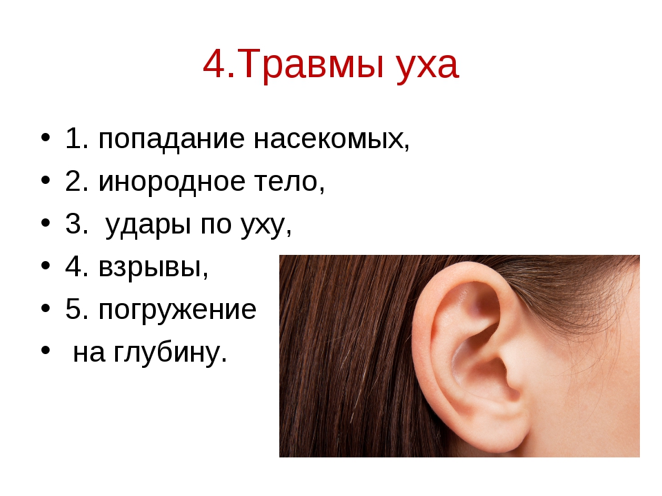 Квадробика уши