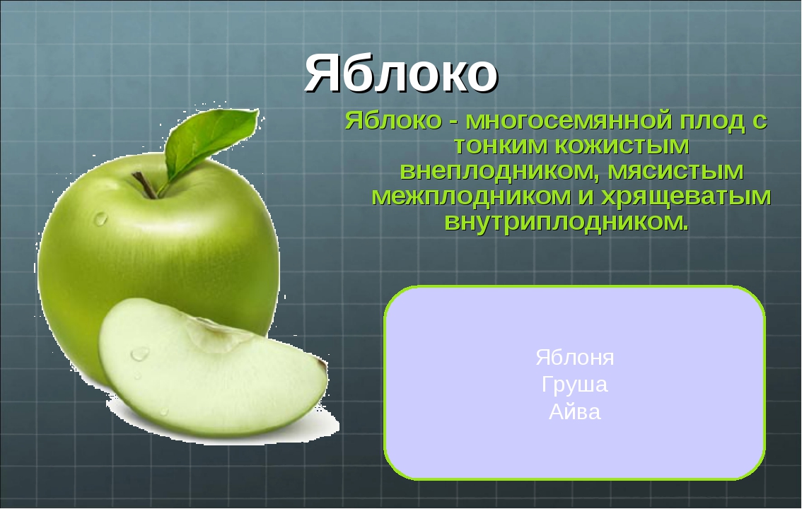 Какую функцию выполняет плод яблони. Яблоко биология. Строение плода яблока. Характеристика плода яблоко. Характеристика яблока по биологии.