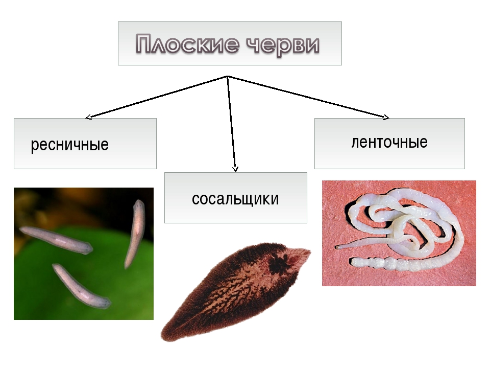 Тип плоские черви примеры животных. Систематика типа плоских червей. Классификация плоских червей червей. Плоские черви классификация. Тип плоские черви классы.
