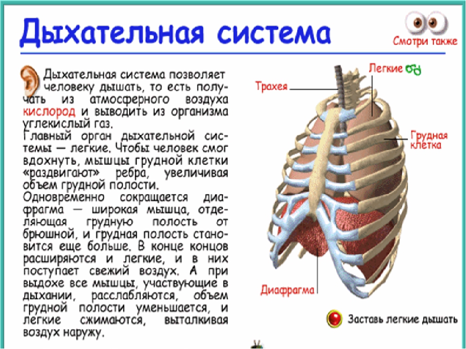 Легкие занимают 4 5. Грудная клетка при дыхании. Дыхание грудной клеткой. Легочная мышца. Грудная клетка человека и дыхательные мышцы.