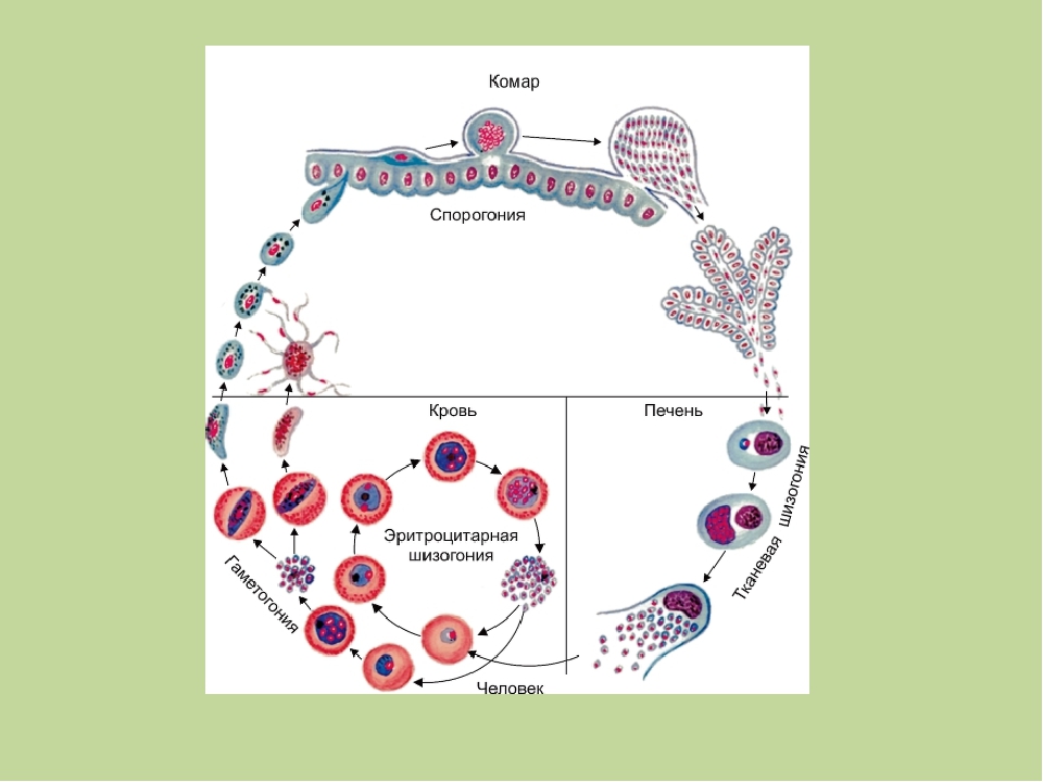 Плазмодий эукариот. Шизогония малярийного плазмодия. Стадии деления малярийного плазмодия. Шизогония малярии. Цикл развития малярийного плазмодия шизогония.