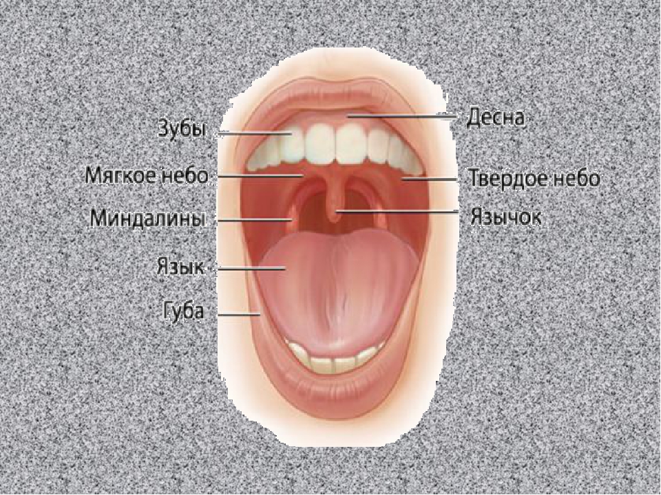 Мягкий рот. Твердое небо и мягкое небо.
