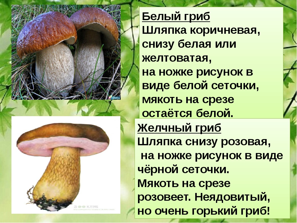 Грибы белые грибы шляпочные грибы. Боровик гриб шляпка снизу. Боровик гриб снизу желтый. Белый гриб с коричневой шляпкой снизу. Гриб серая шляпка снизу зеленый.