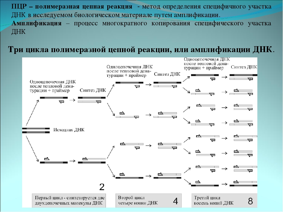 Три цикла. Циклы амплификации ПЦР. Компоненты полимеразной цепной реакции таблица. Амплификация ДНК схема. Схема двух циклов ПЦР.