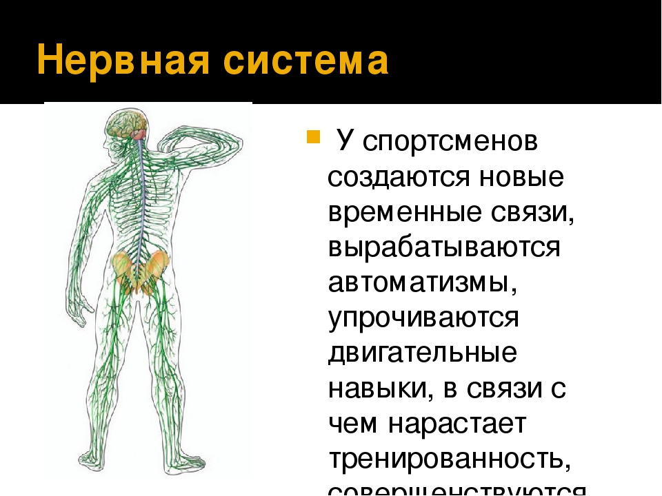 Реклама нервной системы. Нервная система спортсмена. Влияние физических упражнений на нервную систему. Упражнения для нервной системы. Упражнения для центральной нервной системы.