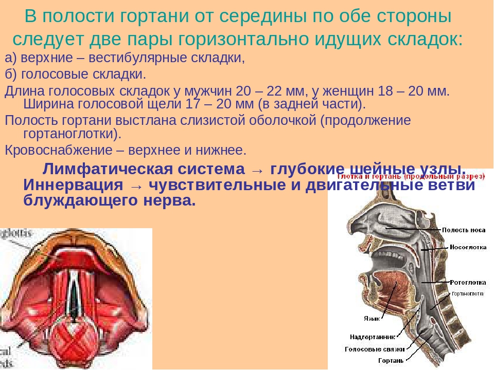 Связки голоса. Преддверные складки гортани. Гортань и гортаноглотка. Строение голосовых складок. Голосовая складка гортани анатомия.