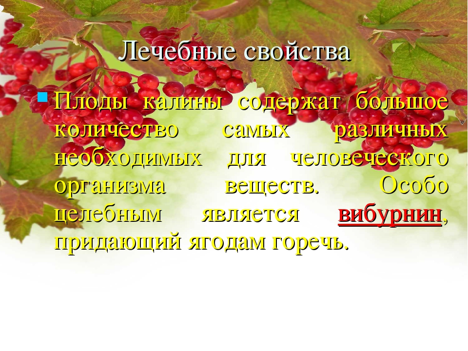 Калина свойства. Полезные свойства калины. Полезные качества калины. Калина противопоказания. Лечебные свойства калины.