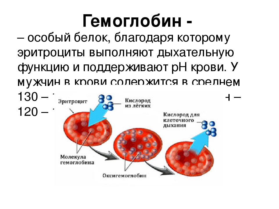 Повышенное содержание эритроцитов у мужчин. Гемоглобин а 1 содержится в эритроцитах. Повышенное содержание гемоглобина в 1 эритроците. Гемоглобин и Эритройит. Эритроциты и гемоглобин в крови.
