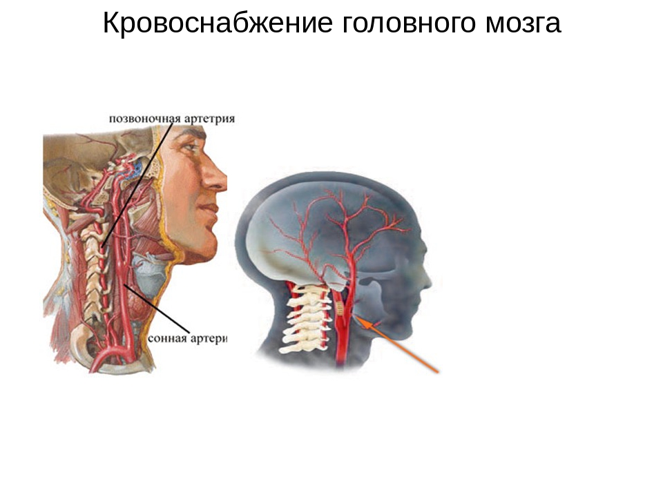 Кровоснабжение головного мозга. Кровоток головного мозга. Зоны кровоснабжения головного мозга. Поступление крови к головному мозгу. «Кровоснабжение головного мозга, сосудистые заболевания»..