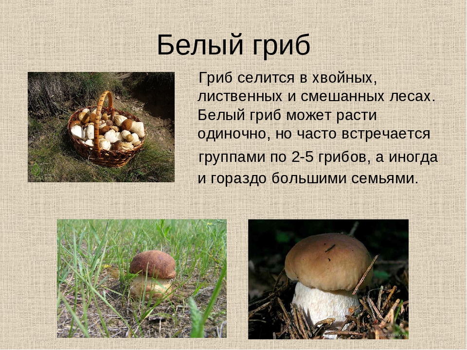 Сочинение на тему красота грибов. Рассказ о белом грибе. Доклад про грибы. Белый гриб описание. Маленький рассказ про грибы.