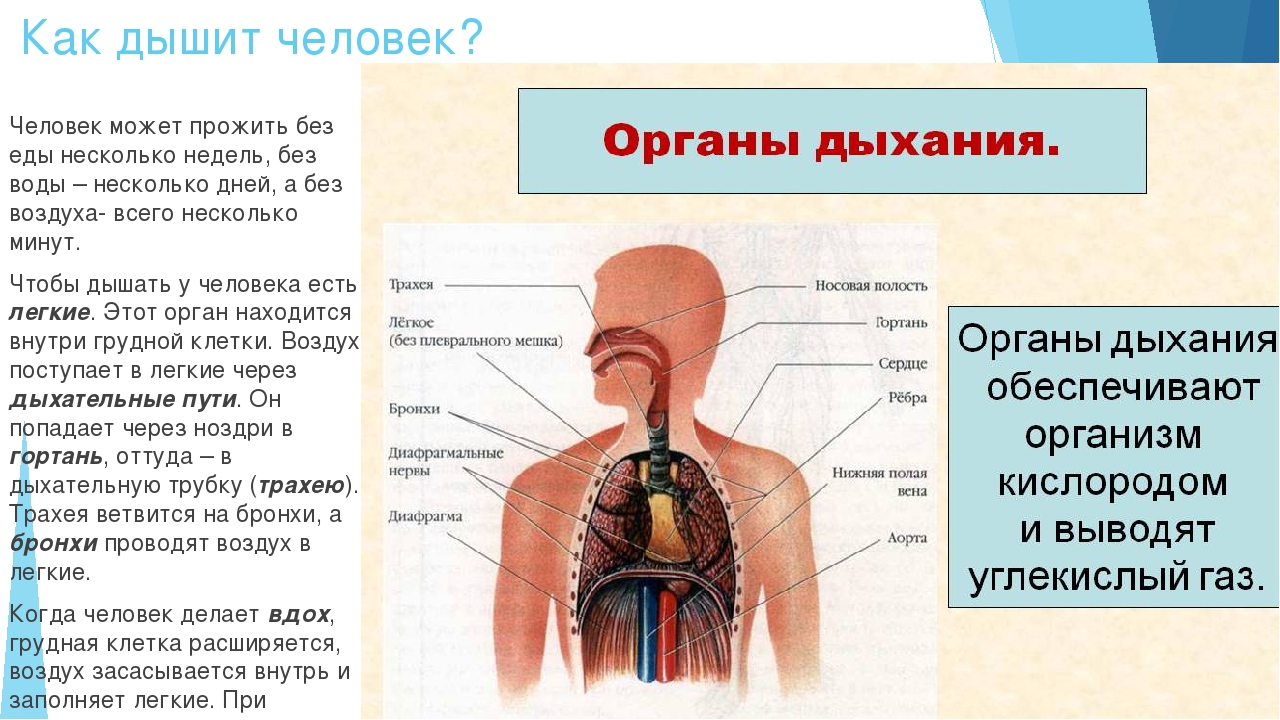 Какие органы обеспечивают. Строение дыхательной и пищеварительной системы человека. Органы дыхательной системы 4 класс окружающий мир. Организм человека система органов дыхания. Перечислите органы дыхания.