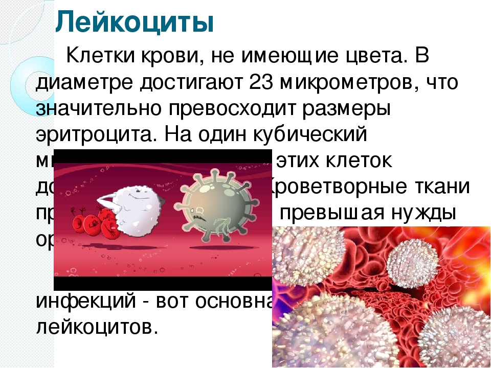 Лейкоциты качественно что это значит. Лейкоциты в крови. Повышение и понижение лейкоцитов в крови. Кол-во лейкоцитов в крови человека. Лептоциды в крови.