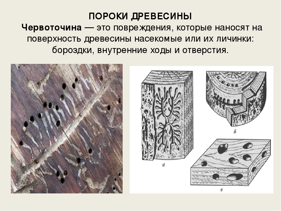 Появление древесины. Пороки древесины червоточина. Порок древесины ервоточины. Дефект древесины червоточина. Поверхностная червоточина древесины.