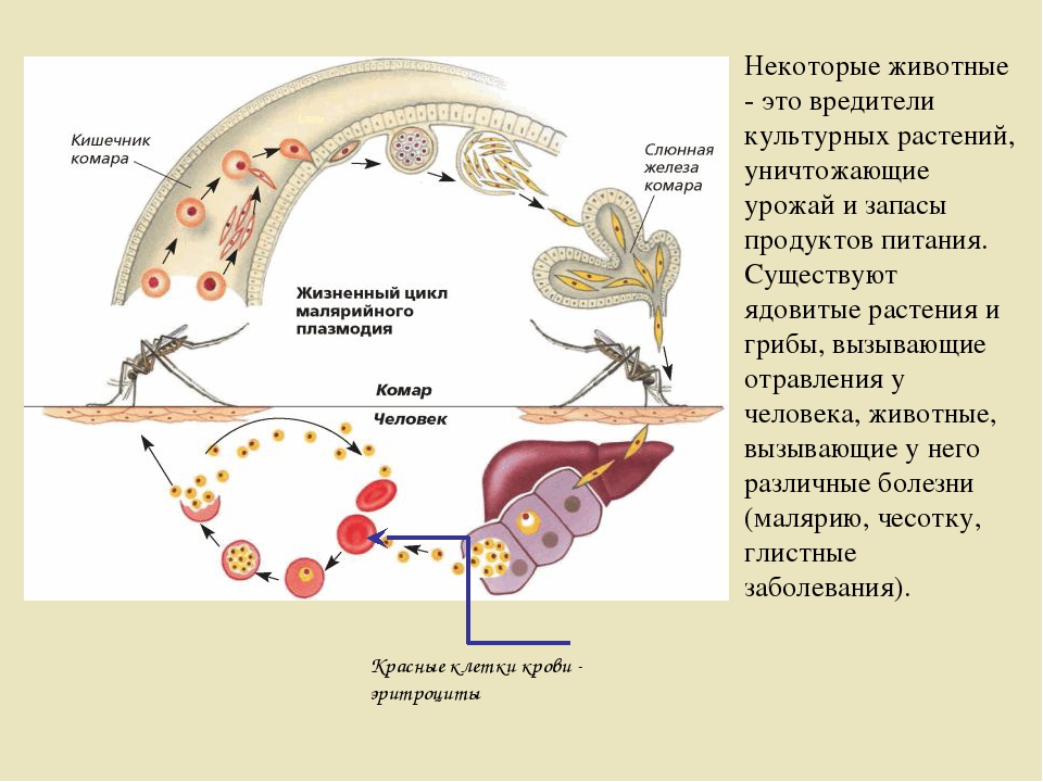 Малярийный плазмодий клетка. Тип Апикомплексы, жизненный цикл малярийного плазмодия. Цикл развития малярийного паразита. Стадии жизненного цикла малярийного плазмодия. Жизненный цикл малярийного плазмодия схема.